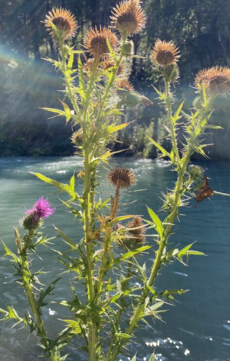 The Land - thistle