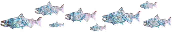 abalone salmon banner 3