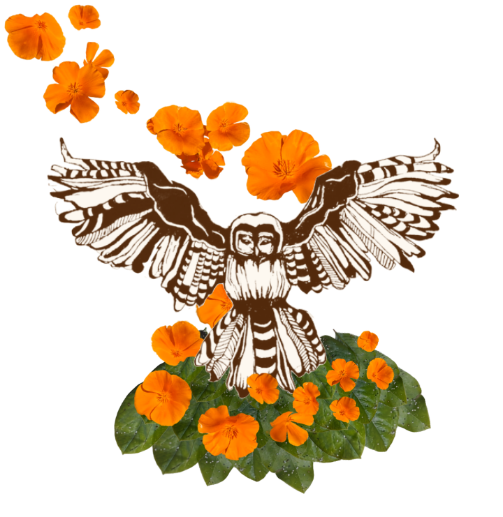 Owl flying above orange poppies