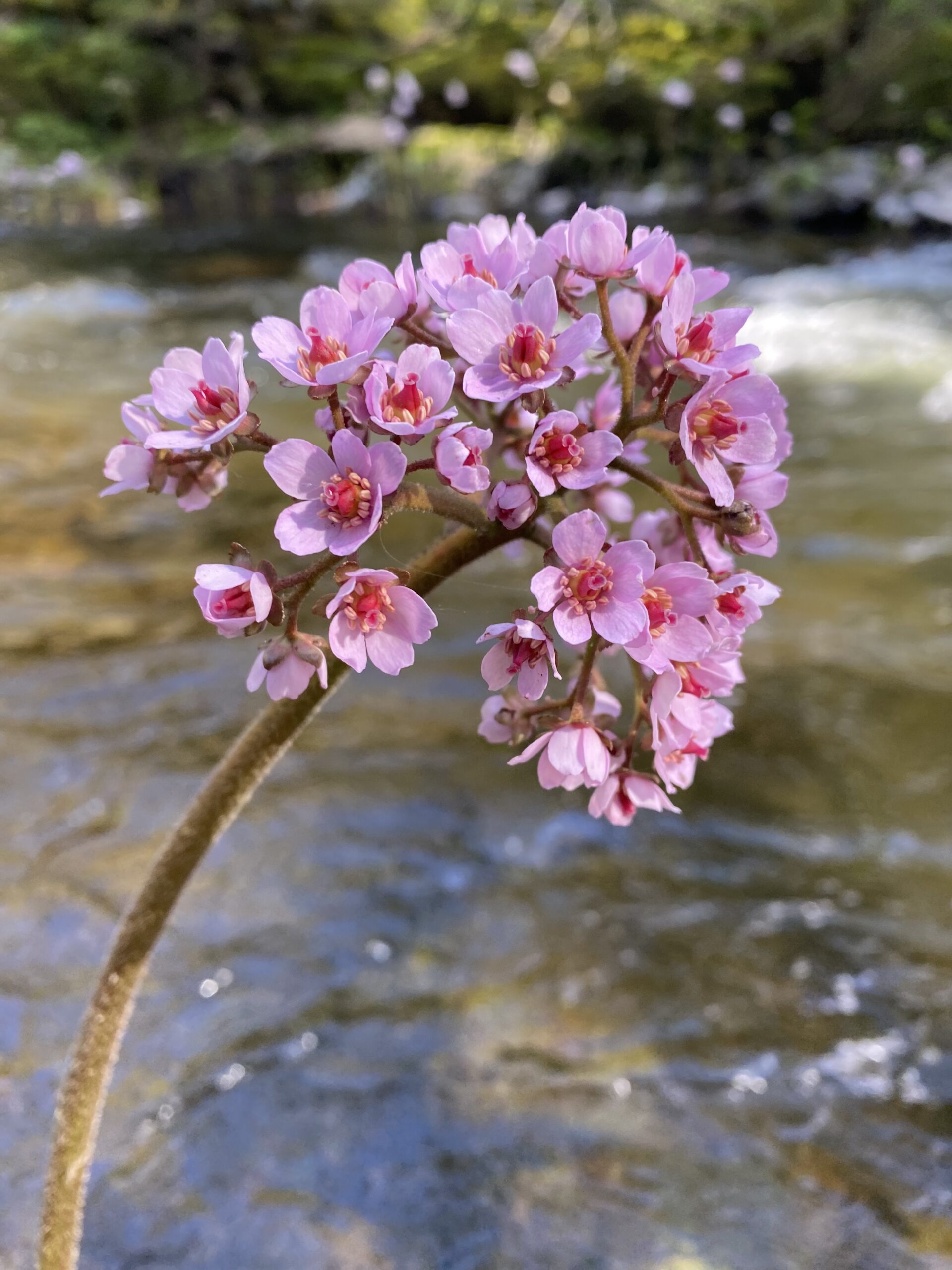 A cluster of pink blossoms above a running creek